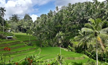 a lush green rice field surrounded by palm trees