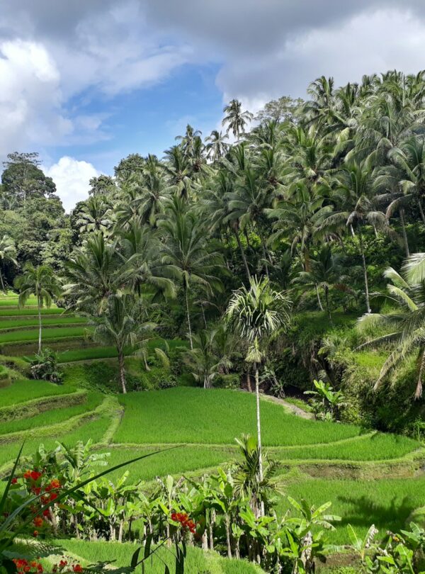 a lush green rice field surrounded by palm trees
